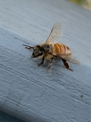 Apis mellifera