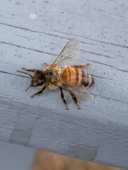 Apis mellifera