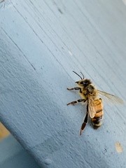 Apis mellifera