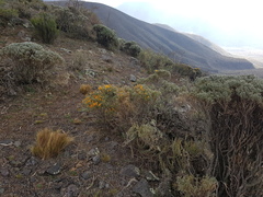 Anarthrophyllum elegans