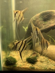 Pterophyllum scalare