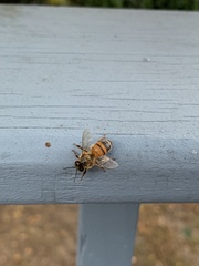 Apis mellifera