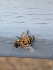 Apis mellifera