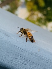 Apis mellifera