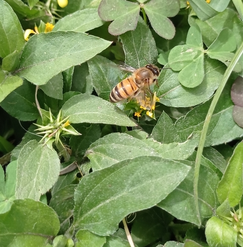 photo of Western Honey Bee (Apis mellifera)