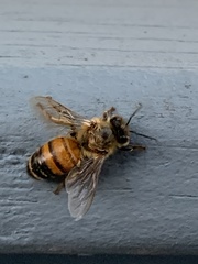 Apis mellifera