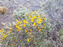 Anarthrophyllum elegans