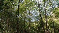 Alnus lusitanica