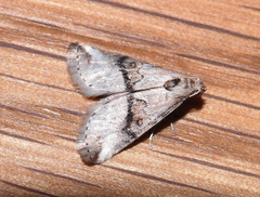 Zebeeba falsalis