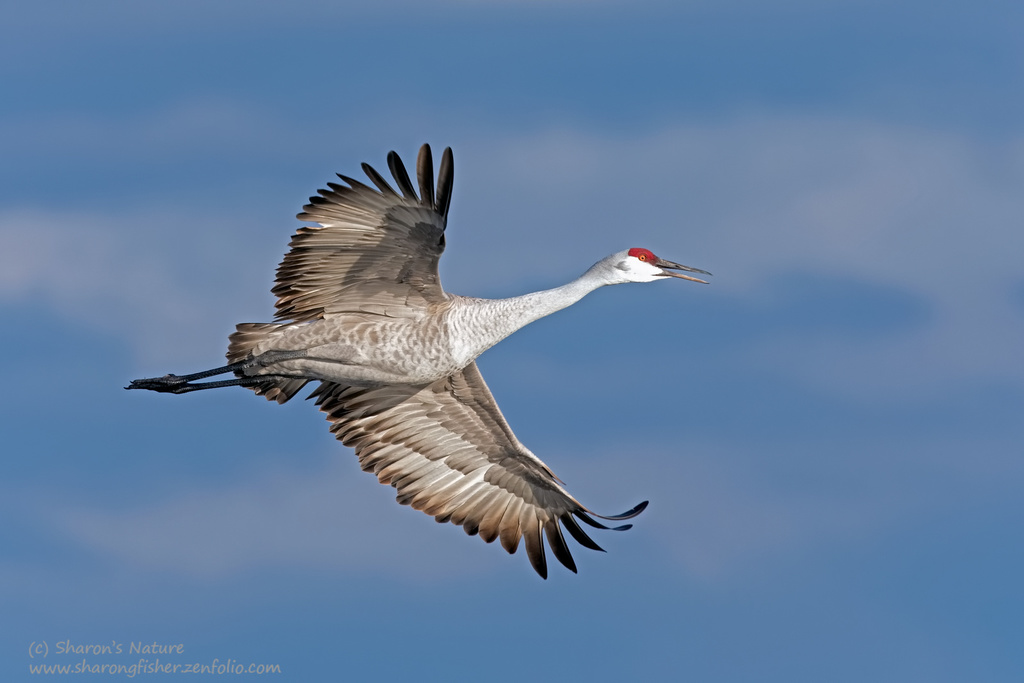 Sandhill Crane (birds Of The Preserve At Shaker Village) · Inaturalist