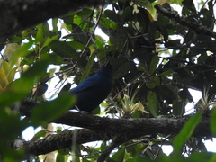 Aphelocoma unicolor unicolor