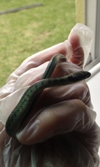 Erythrolamprus epinephalus albiventris