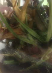 Erythrolamprus epinephalus albiventris