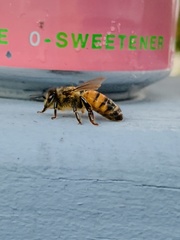 Apis mellifera