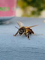 Apis mellifera