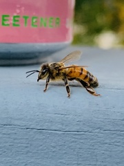 Apis mellifera