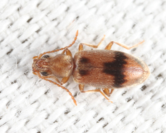 Notoxus desertus