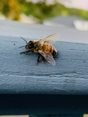 Apis mellifera