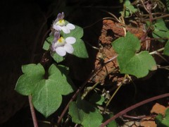 Cymbalaria muralis