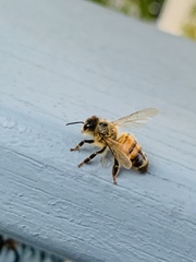 Apis mellifera