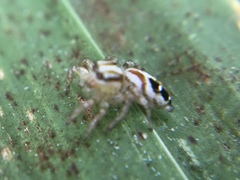 Nycerella delecta
