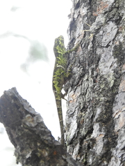 Anolis petersii