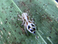 Nycerella delecta