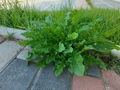 Taraxacum officinale