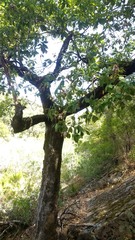 Quercus canariensis