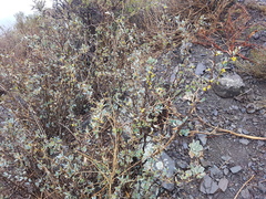 Berberis grevilleana