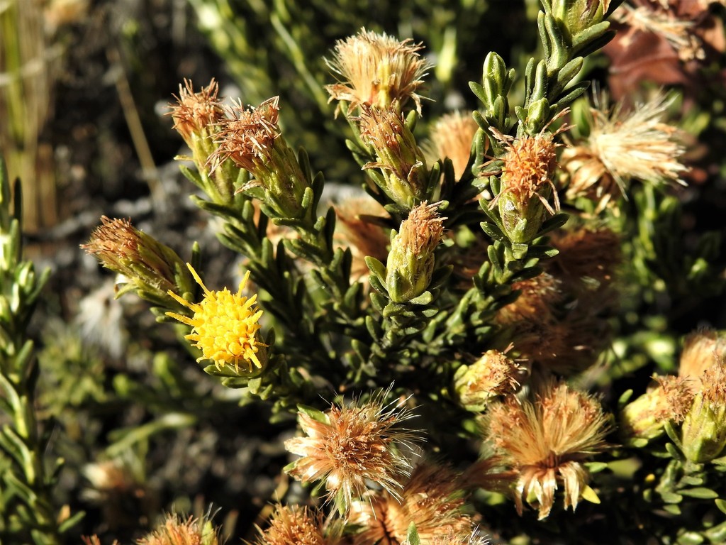 Chiliotrichiopsis