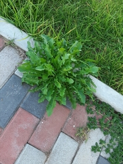 Taraxacum officinale