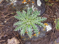 Carduus nutans nutans