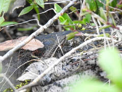 Sceloporus variabilis
