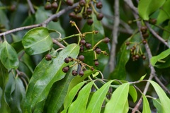 Olmediella betschleriana