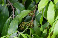 Olmediella betschleriana