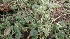 Heliotropium supinum