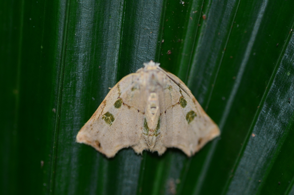 Polygnamptia