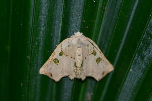 Polygnamptia