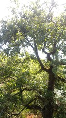 Quercus canariensis