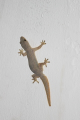 Hemidactylus platyurus