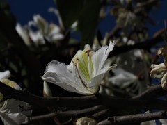 Bauhinia variegata candida