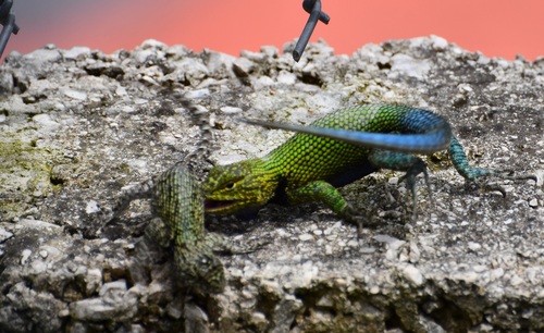 Guatemalan Emerald Spiny Lizard