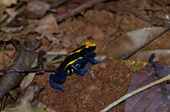 Dendrobates tinctorius