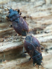 Drymus brunneus