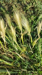 Hordeum marinum