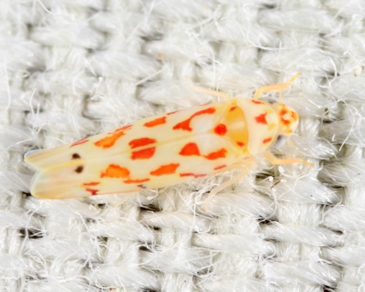 Eratoneura haysensis