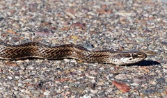 Philodryas psammophidea