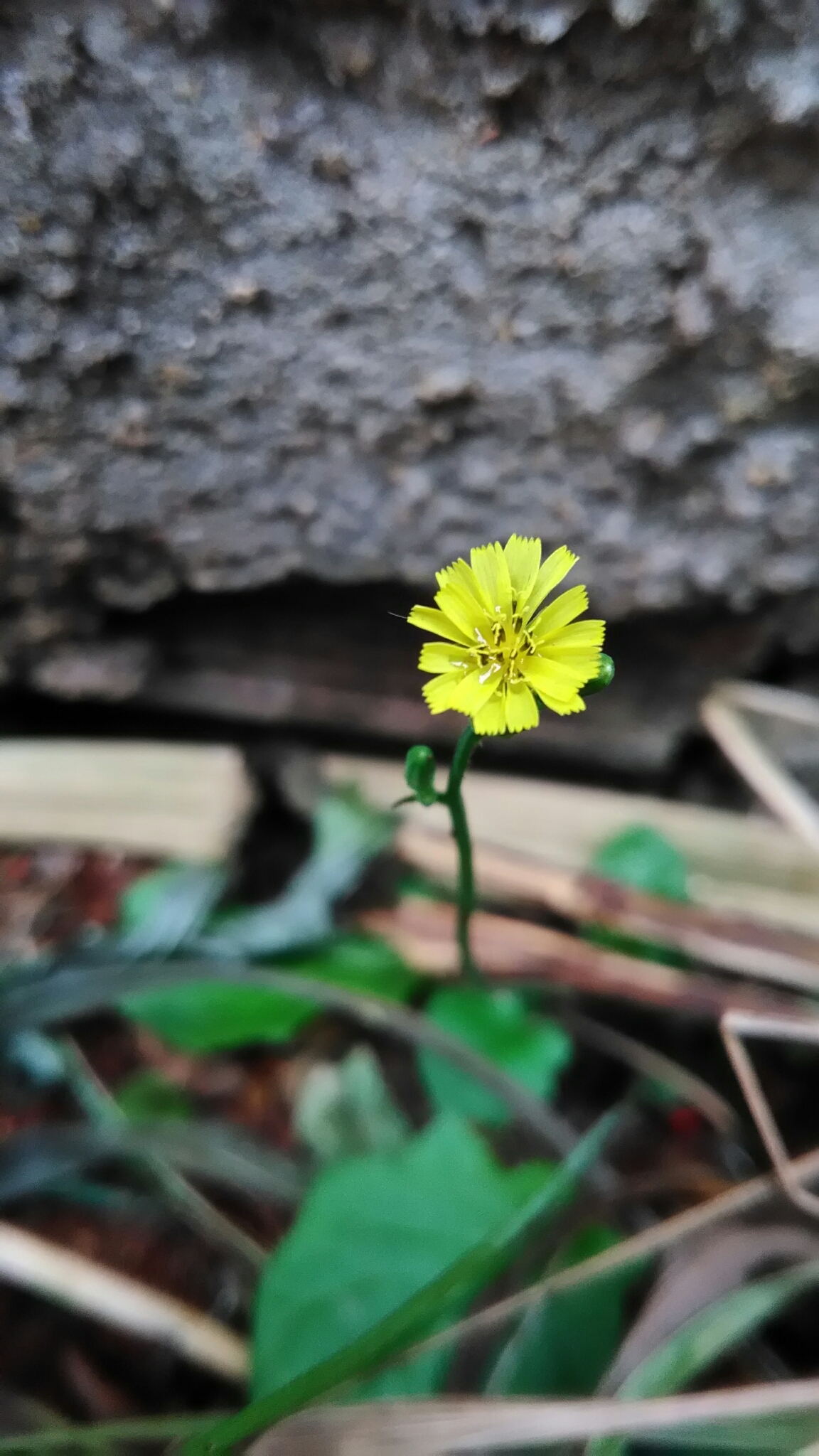 Youngia japonica