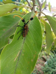 Aristobia approximator